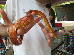 corn snake