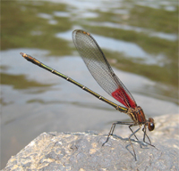 Red spot damselfly