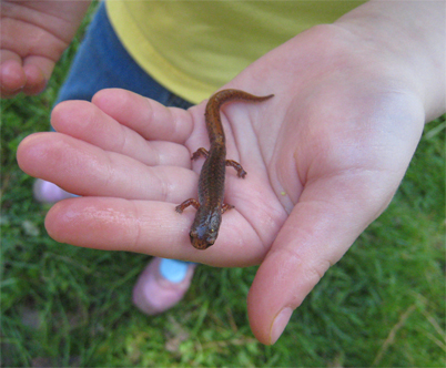 Four-Toed Salamander (Hemidactylium scutatum)