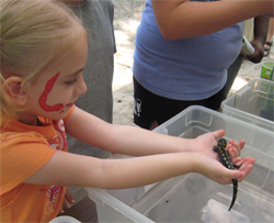 Spotted salamander