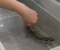 Tiger salamander