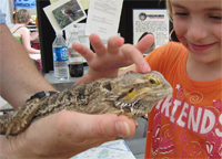 Howard the horned lizard